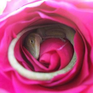 Meet your Posher, Kris